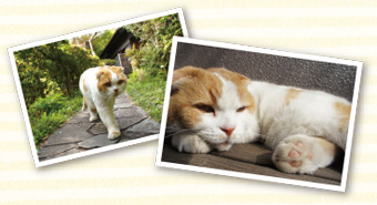 日本コロムビア｜DVD・どスコい座り猫、まる。～養老孟司先生と猫の