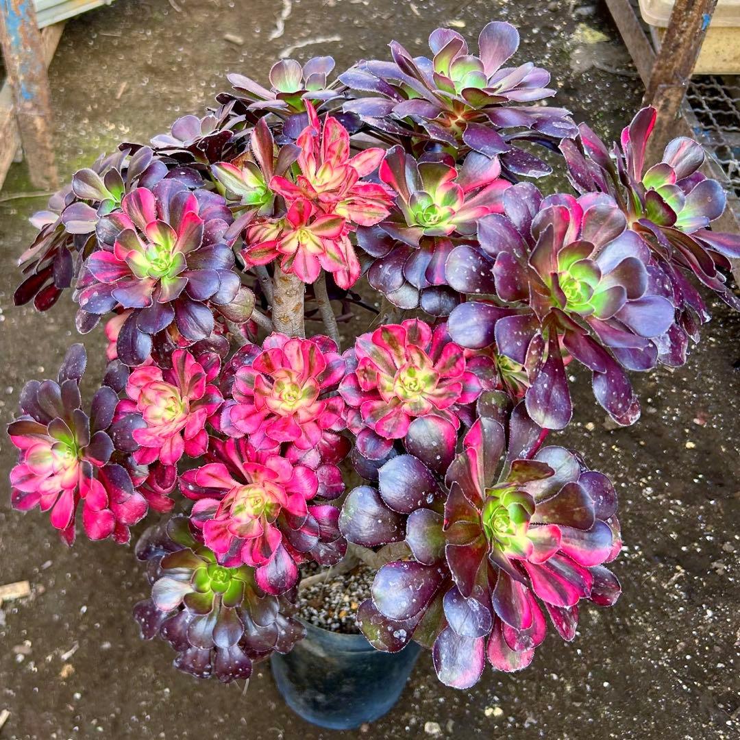 厳選‼️アエオニウム　シャネルレインボー　七彩ハーフ顔　株ごと　巨大株　抜き苗 2026年最新】アエオニウム シャネルの人気アイテム - メルカリ