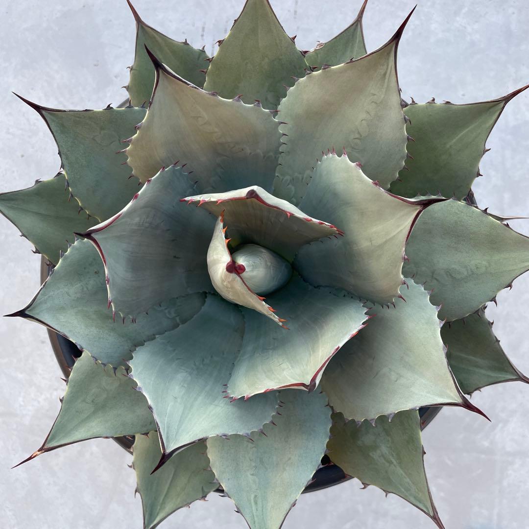 アガベ パリー トランカータ　パリーパリー 直径約35cm アガベ 3.5号 パリー トランカータ parryi truncata｜観葉01-D1 | 観葉