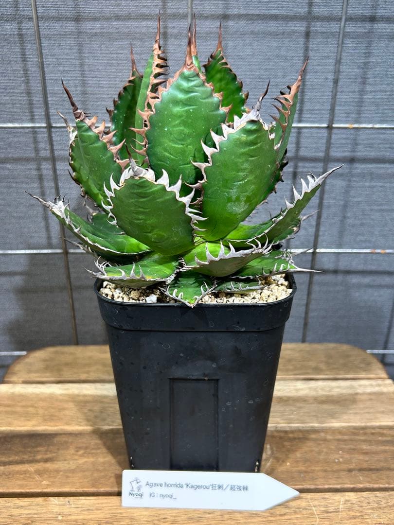 アガベ 地植え 大株 パリー オバティフォリア アメリカーナ ドライガーデン