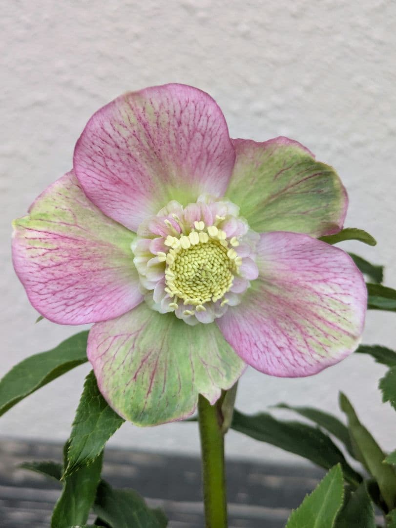 極美バイカラー！広瀬園芸 クリスマスローズ セミダブル★ピンク×ライムベイン helleborus ピンクリバーシブル セミダブル #helleborus #クリスマス
