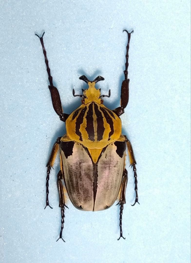 ゴライアスカシクス！標本！ ゴライアスカシクス