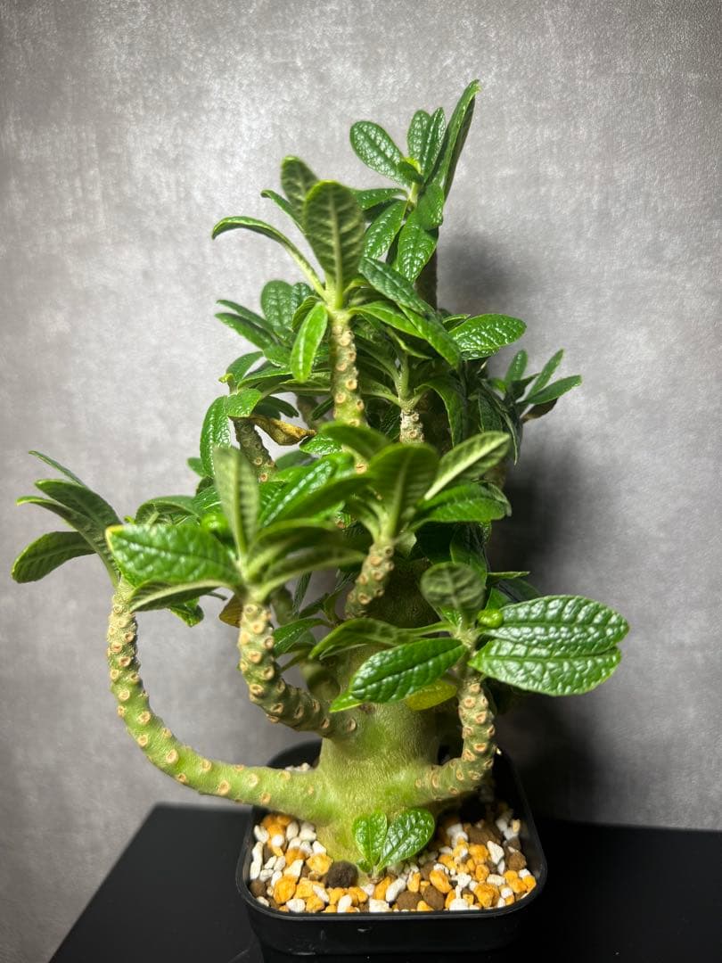 ドロステニア　ギガス　レア種　極美株 ドロステニア ギガス レア種 極美株